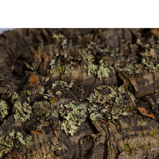 Cork Bark Reptile Hide – Climbing & Shelter Decor for Terrariums & Vivariums